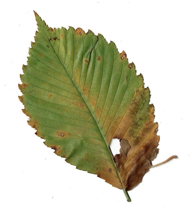 leaf